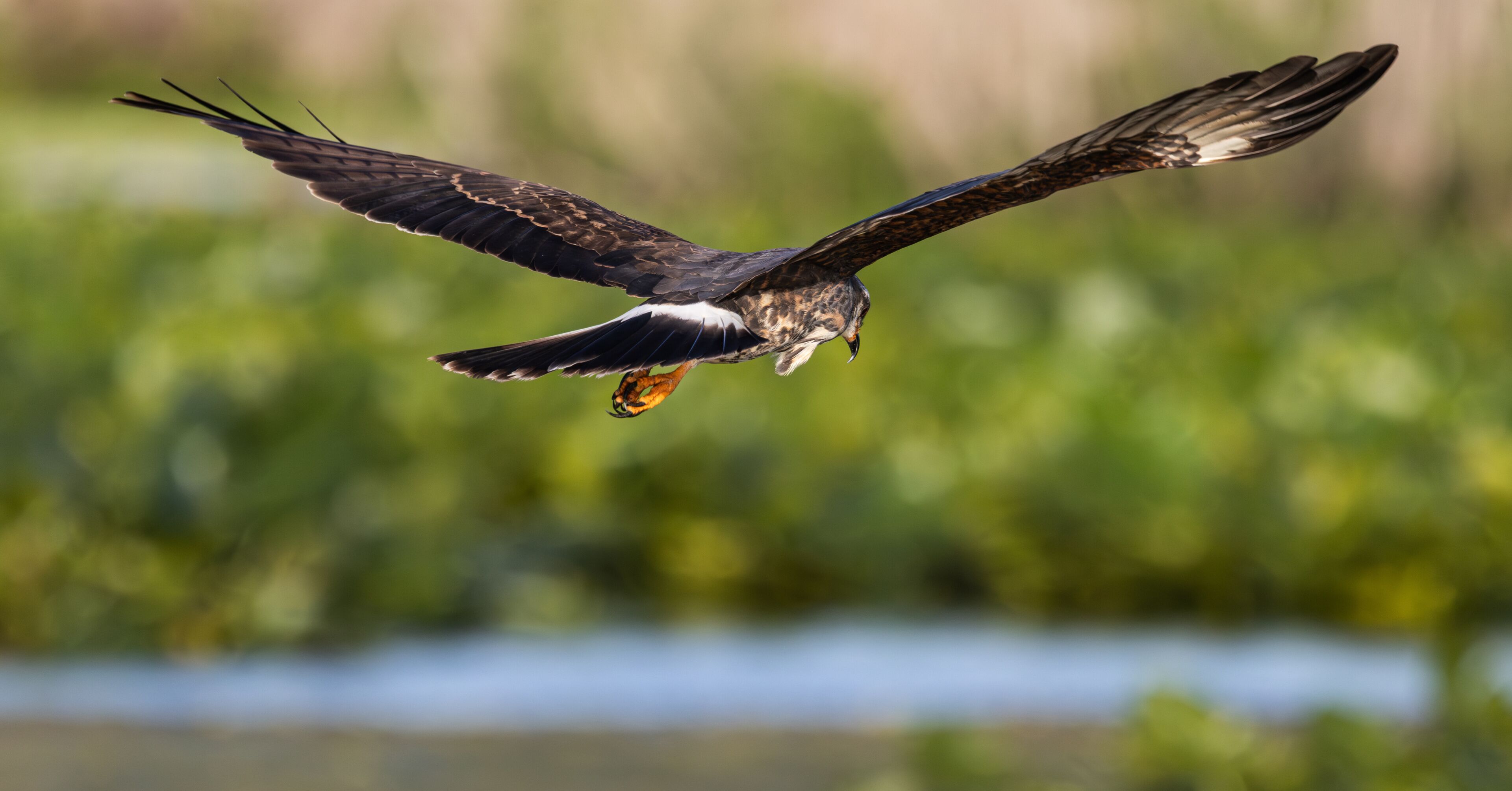 A bird of prey in flight over a body of water with greenery in the background.