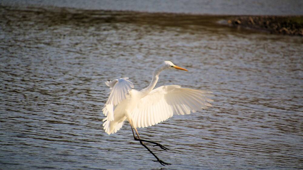 A Great White Egret in Flight over Venus Pool Nature Reserve