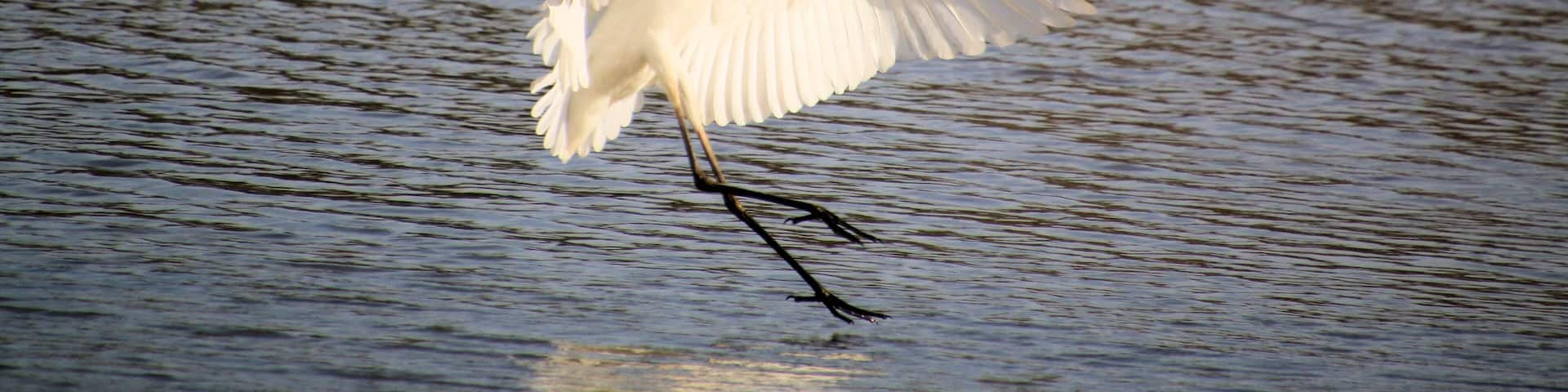 A Great White Egret in Flight over Venus Pool Nature Reserve