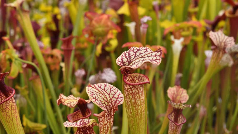 A variety of pitcher plants with different colors and shapes.