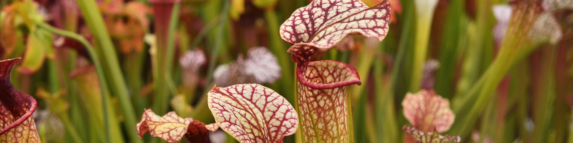 Closeup of colourful species of the North American pitcher plants, including Sarracenia flava, Sarracenia leucophylla and hybrids thereof, photographed in a nursery.