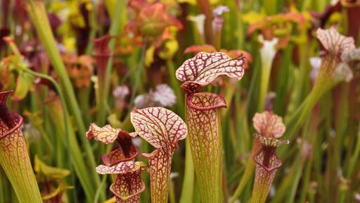 Closeup of colourful species of the North American pitcher plants, including Sarracenia flava, Sarracenia leucophylla and hybrids thereof, photographed in a nursery.