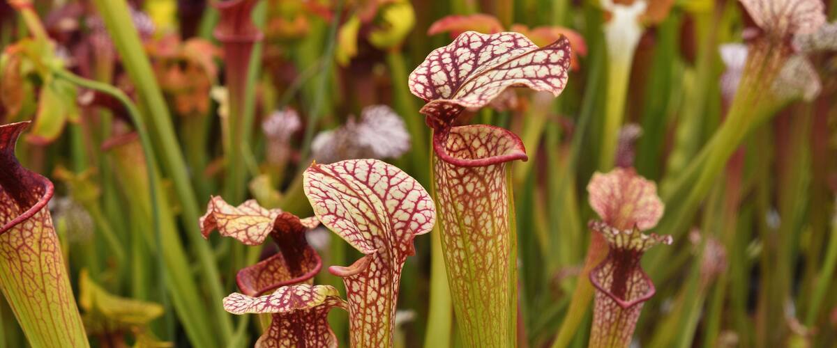 A variety of pitcher plants with different colors and shapes.