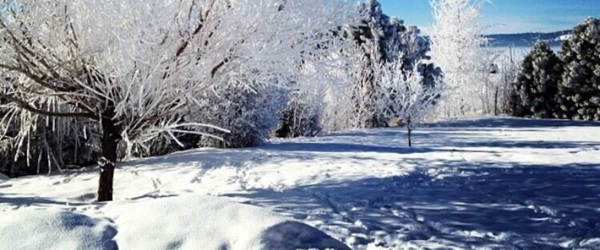 A snowy landscape with frost-covered trees and a clear blue sky.