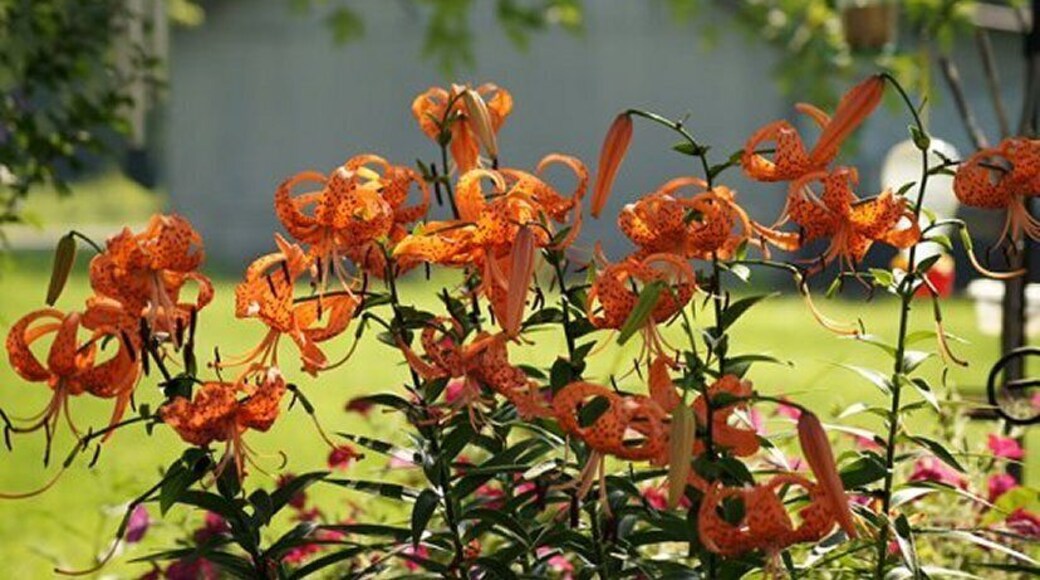 Tiger lilies