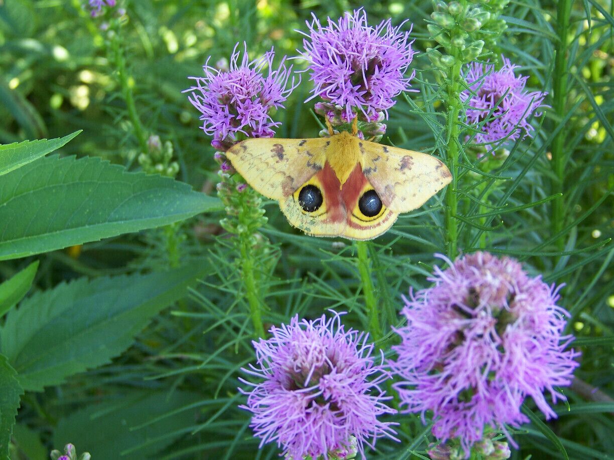 moth, gives the appearance of "big eyes" to scare away predators 
