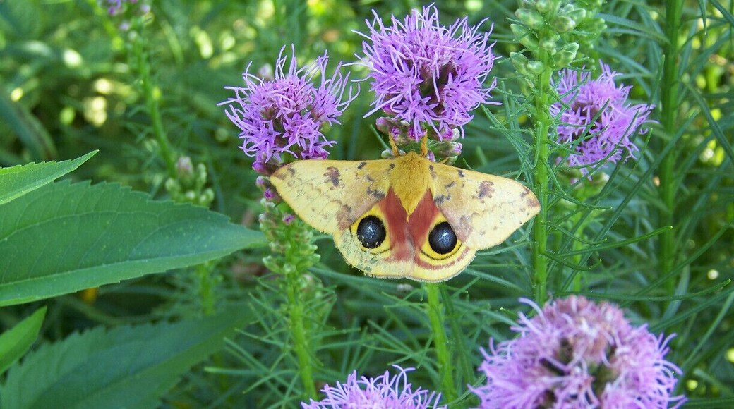 moth, gives the appearance of "big eyes" to scare away predators