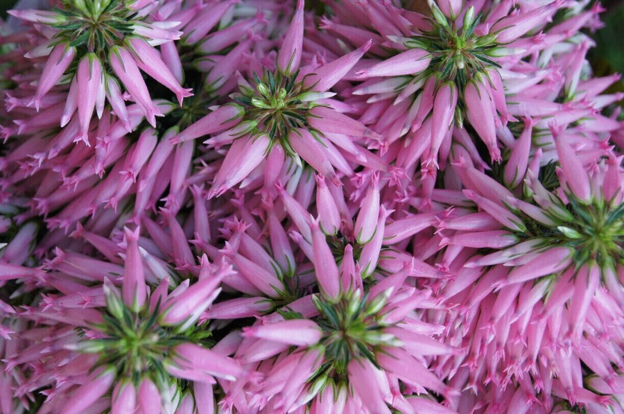 Italian Heather