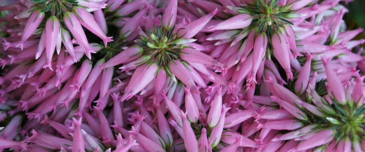 A dense cluster of pink flowers with green centers.