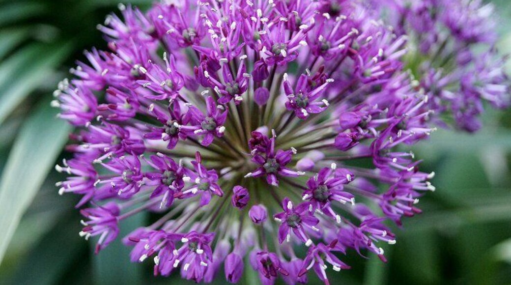pretty purple Allium