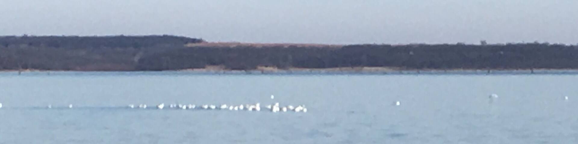 Pretty birds on the lake