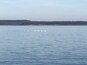 Pretty birds on the lake