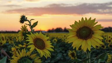 Kansas is known as the sunflower state, and Buhler's Sunflower Festival truly showcases the beauty of Kansas. Plus, the flat landscape means that sunsets are gorgeous here. Festival-goers are kind and often interact with one another - when one girl said, "oh, I love your sunhat, I wish I'd brought one for my pictures," the other girl said, "here, have it!"
#OnTheRoad