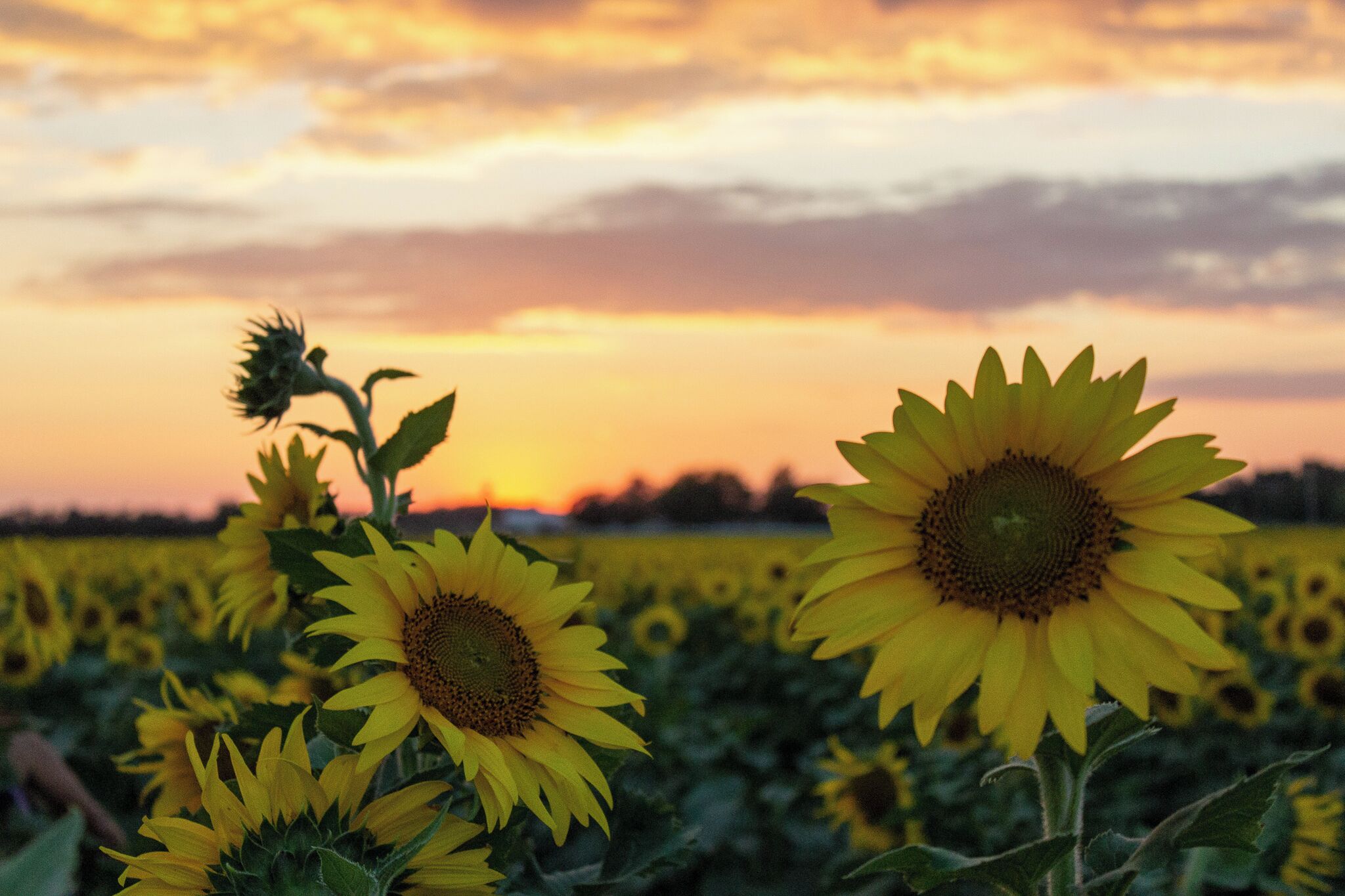 A field of sunflowers at sunset with a clear sky.