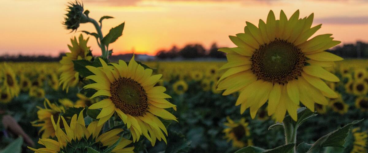 A field of sunflowers at sunset with a clear sky.
