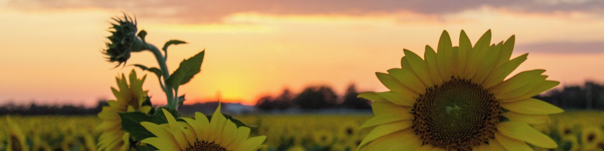 A field of sunflowers at sunset with a clear sky.