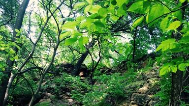 A forested area with a large rock formation featuring a cave entrance.
