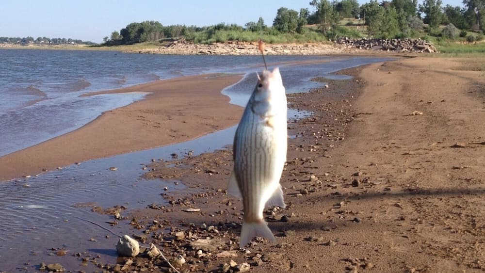 A large fish on a rocky beach with a river in the background.