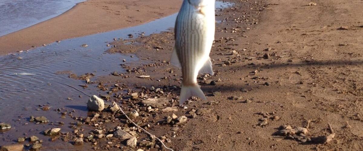 A large fish on a rocky beach with a river in the background.
