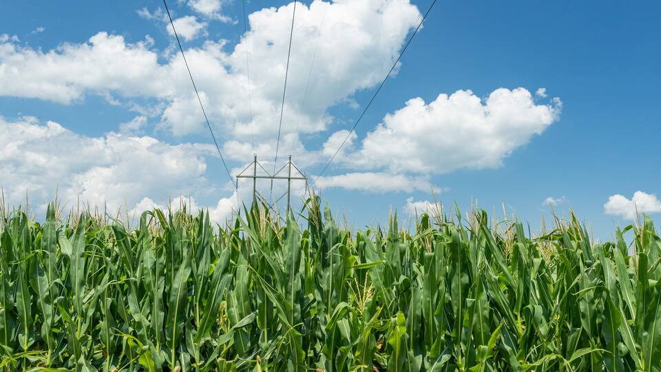 A cornfield with a power line structure in the background.