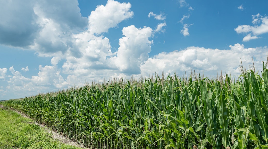 Berlin showing farmland