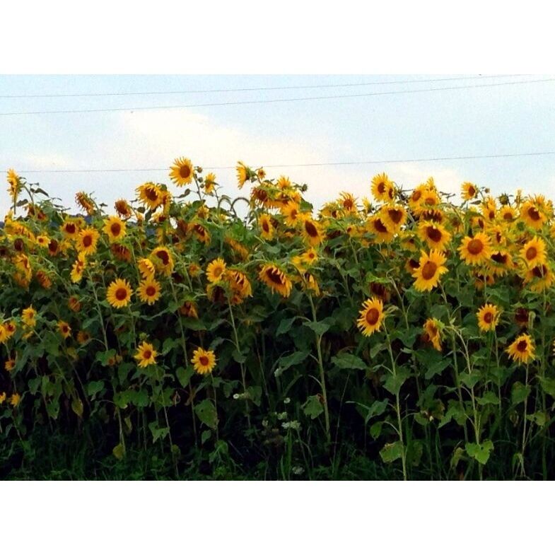 Took the winding back roads home from work and came across this field of sunflowers. 