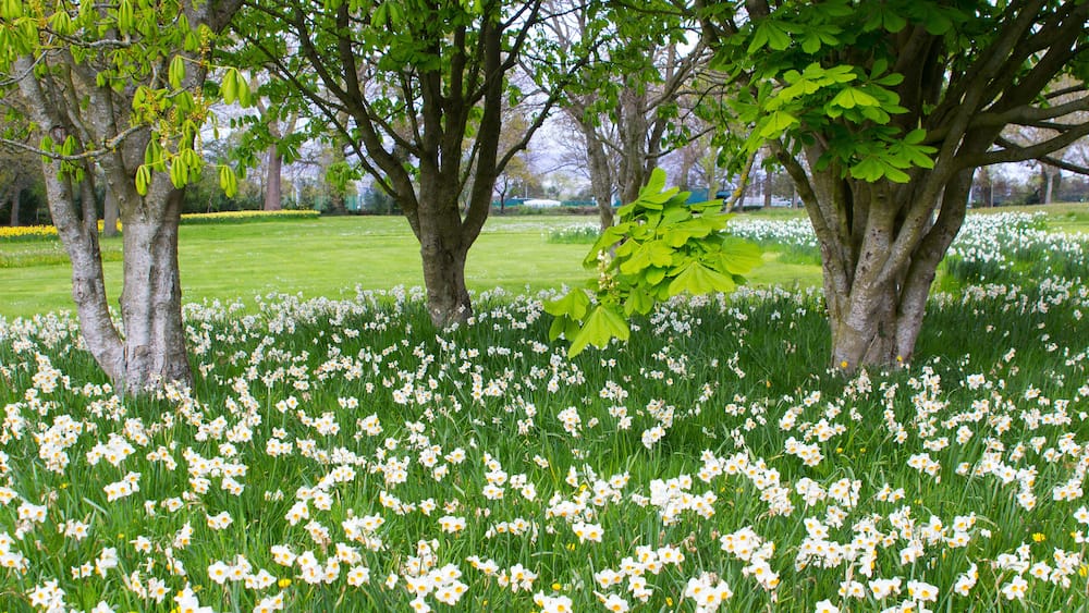 A park with trees and a field of white flowers.