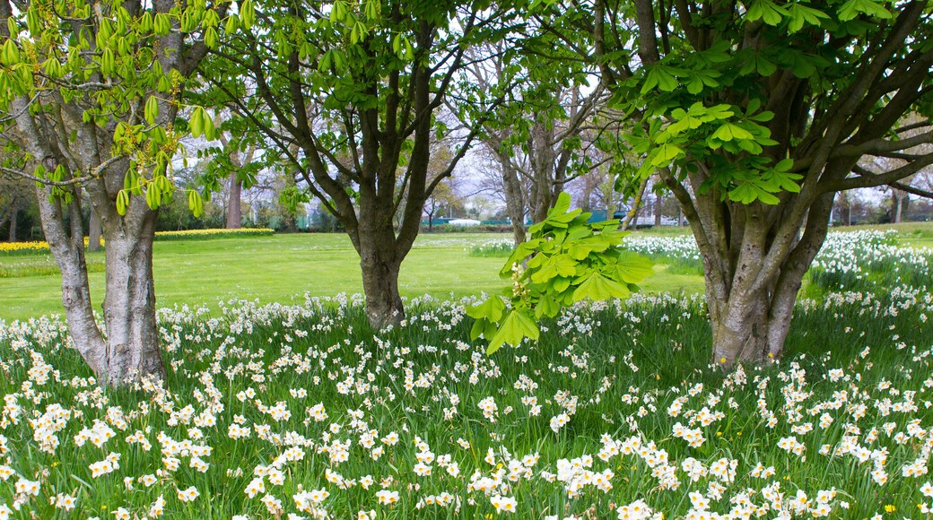 Beds of white narcissus and yellow daffodils in the public park in Barnett's Desmesne in late April just before the blooms finally fade away for another year