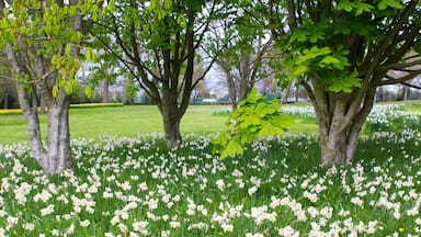 Beds of white narcissus and yellow daffodils in the public park in Barnett's Desmesne in late April just before the blooms finally fade away for another year
