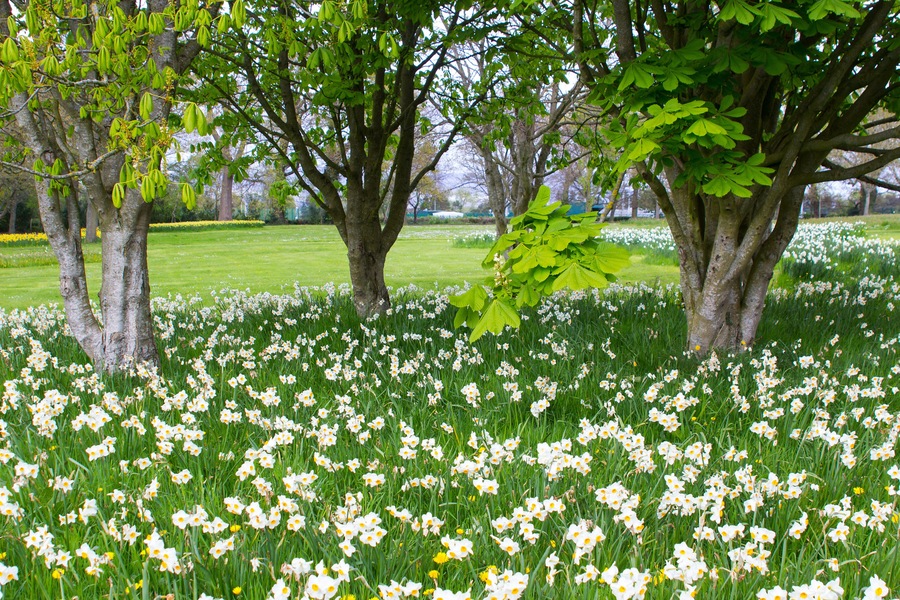 Beds of white narcissus and yellow daffodils in the public park in Barnett's Desmesne in late April just before the blooms finally fade away for another year