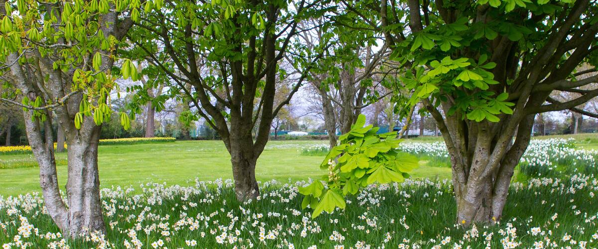 A park with trees and a field of white flowers.