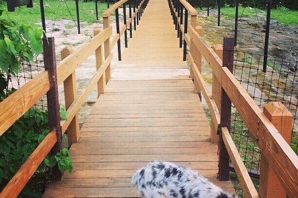 American Indian Petroglyphs.