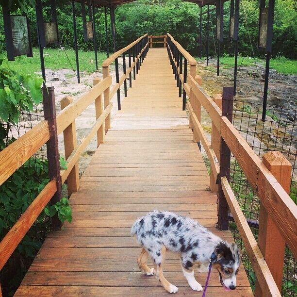 A wooden bridge with a dog walking on it.