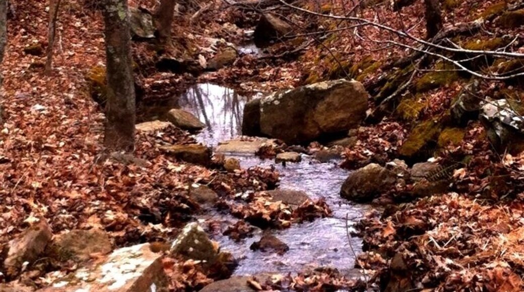 Paddy Creek Wilderness Area. #camp