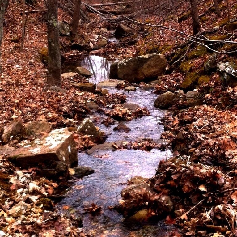 A stream flowing through a forest with rocks and fallen leaves.