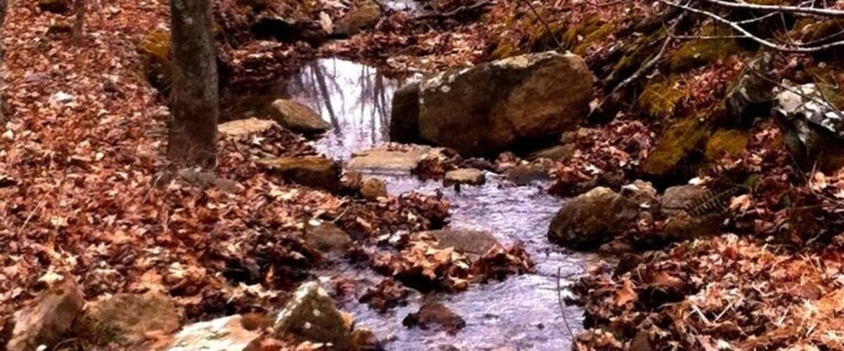 A stream flowing through a forest with rocks and fallen leaves.