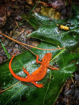 Cool little salamander we found while hiking in Rattlesnake Hill WMA just outside of Dansville. Pretty remote hiking trails with cool mountain views.