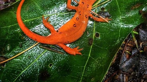 Cool little salamander we found while hiking in Rattlesnake Hill WMA just outside of Dansville. Pretty remote hiking trails with cool mountain views.