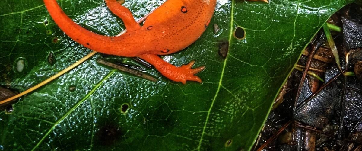 A bright orange lizard on a wet green leaf in a forest.
