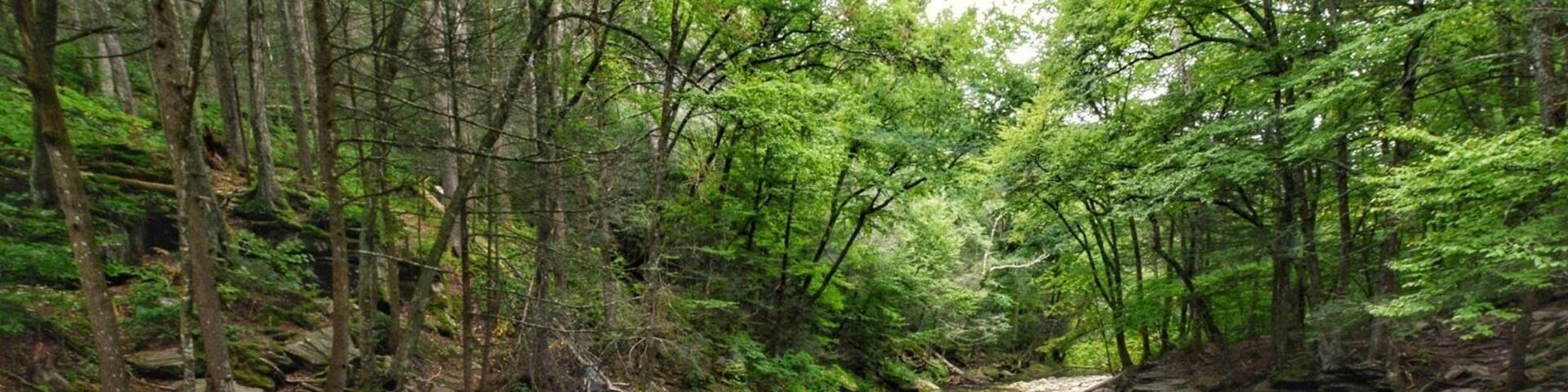 A clear stream surrounded by rocks and dense forest.