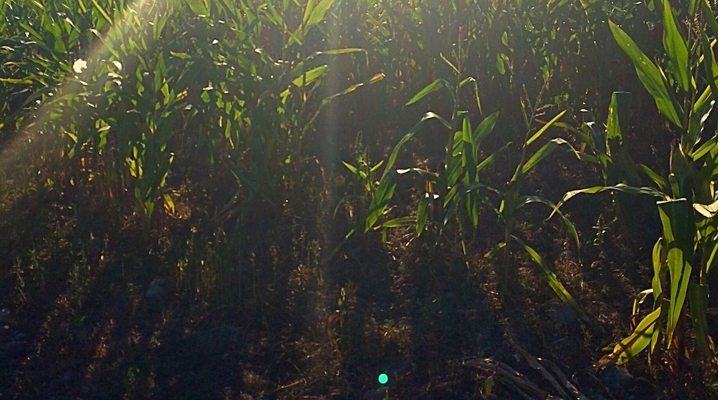Corn field in fall