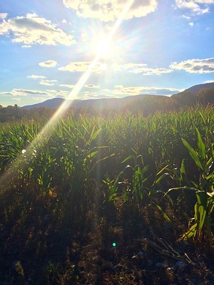 Corn field in fall
