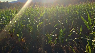 Corn field in fall