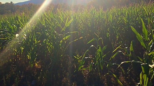 Corn field in fall