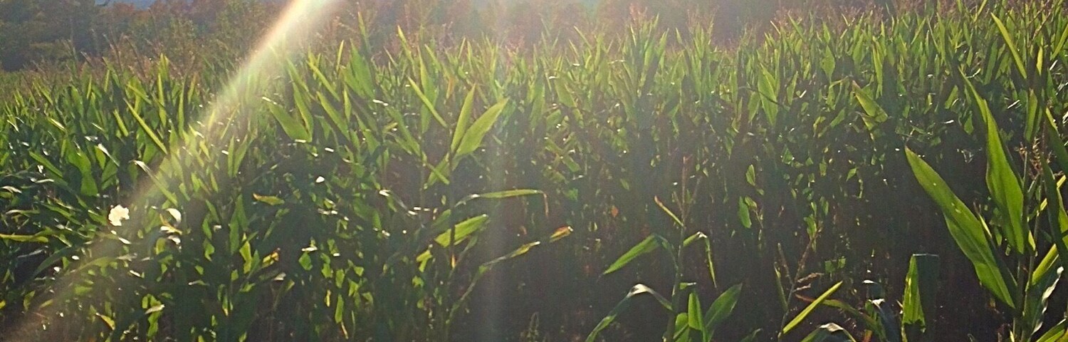Corn field in fall