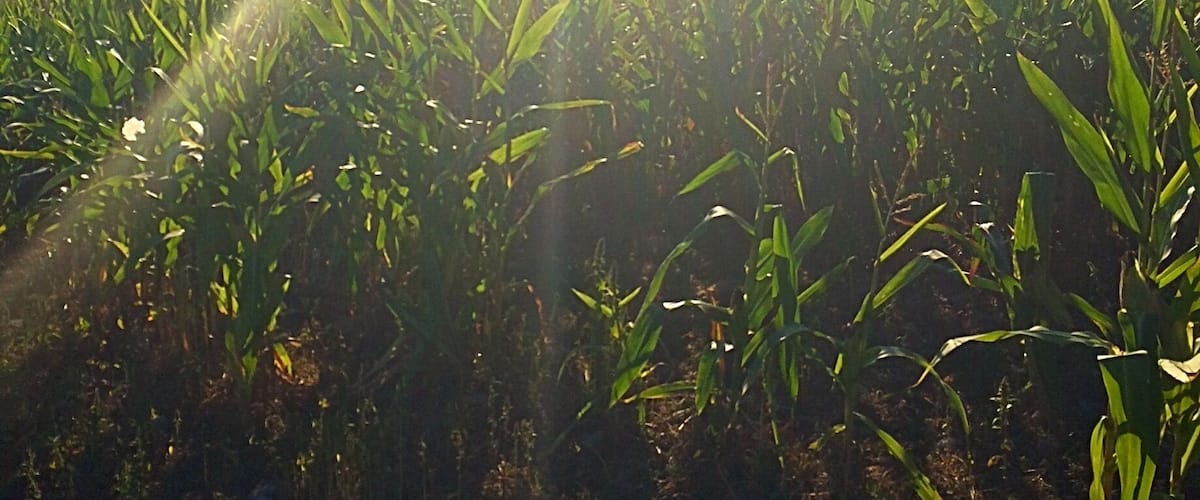 A field of corn with sunlight streaming through the clouds.