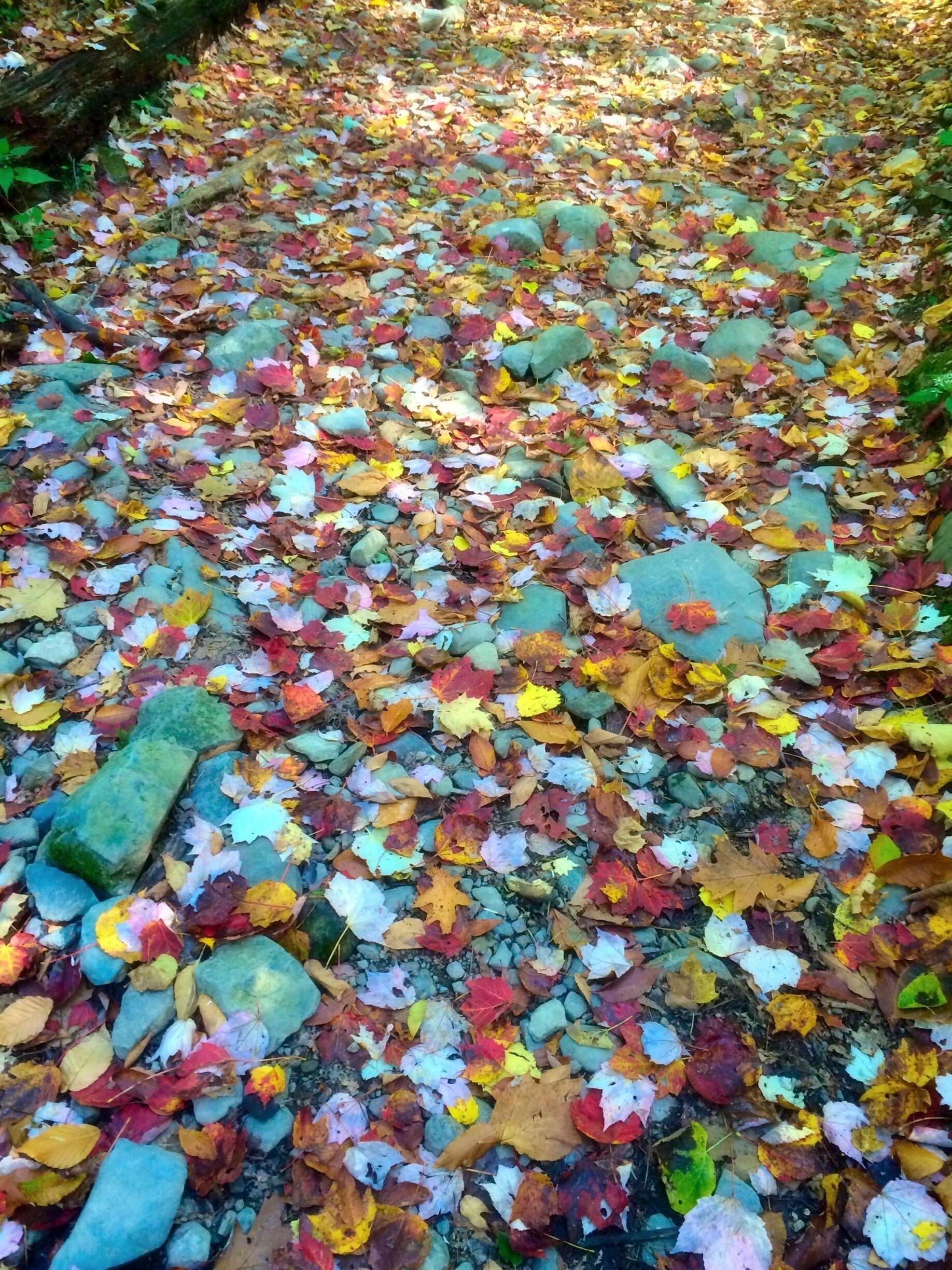 Fall foliage 2014 in the southern catskills