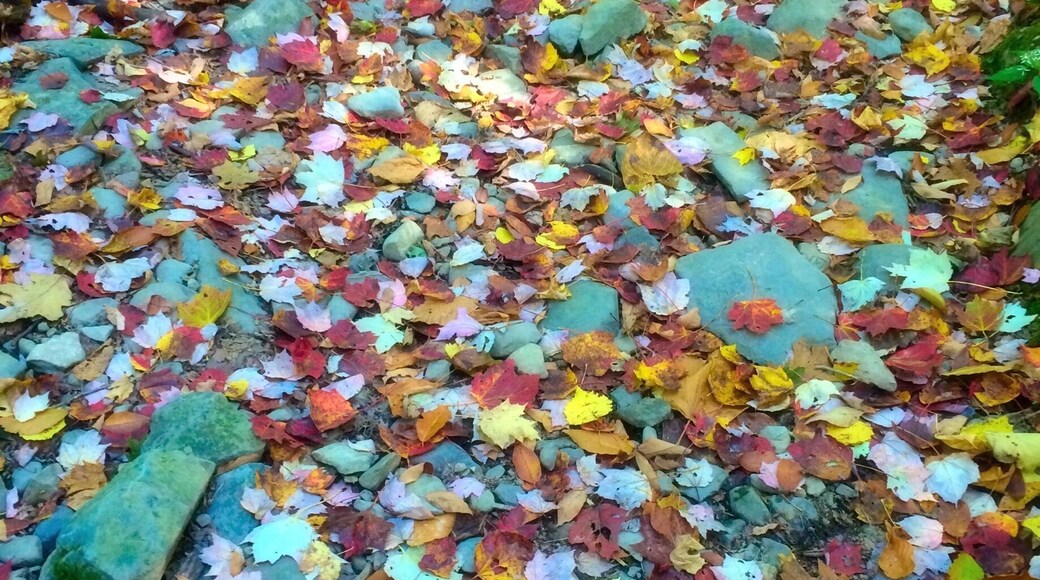 Fall foliage 2014 in the southern catskills