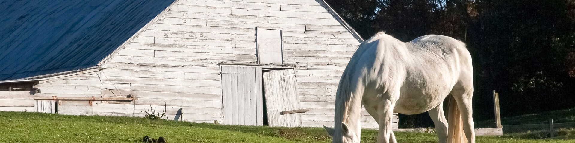 Un caballo blanco pastando en un campo de hierba, con un granero de madera al fondo.