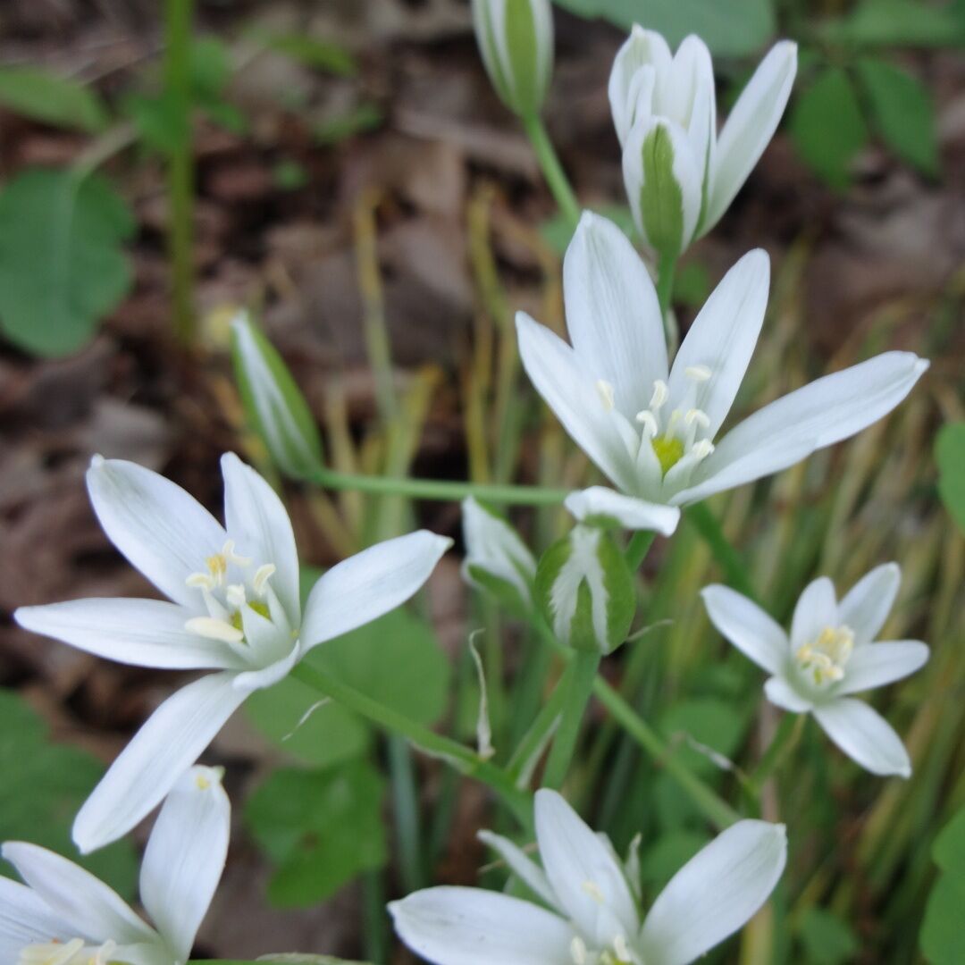 Star-of-Bethlem (Ornithogalum umbellatum) is a perennial bulb that was brought to North America and has since escaped cultivation and can be found popping up in natural settings such as Bradner Preserve.

Bradner Preserve is a 234 acre park located in Wood County. The trail system meanders through quite a variety of terrains. There are large trees, wetlands, a boardwalk, prairie and even a small patch of sand dunes.

There are mosquitoes, and they will find you delicious.